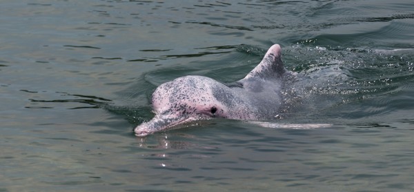 blushing dolphins