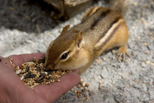 What Do Chipmunks Eat You Ll Be Surprised To Know Pet Ponder