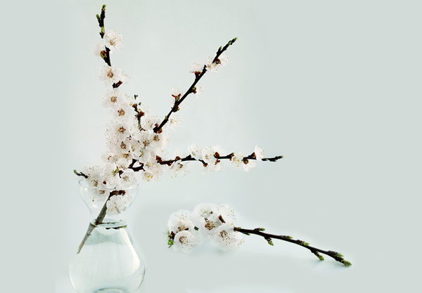 usage of branches in ikebana
