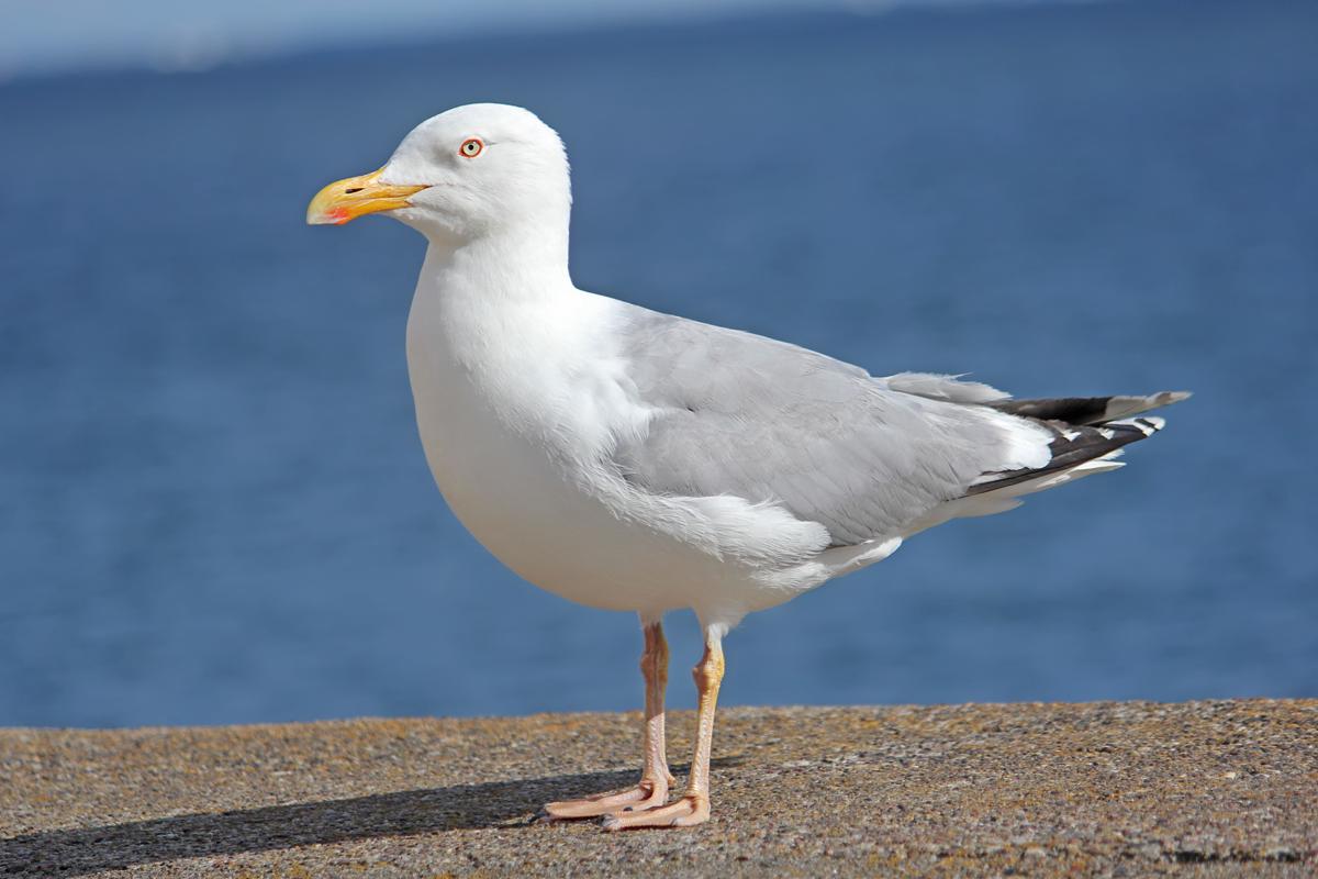 Super Interesting Facts About Seagulls 