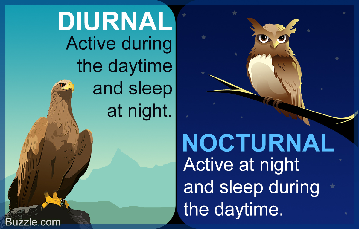 Image result for nocturnal