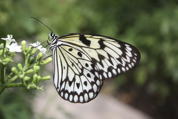 Paper Kite