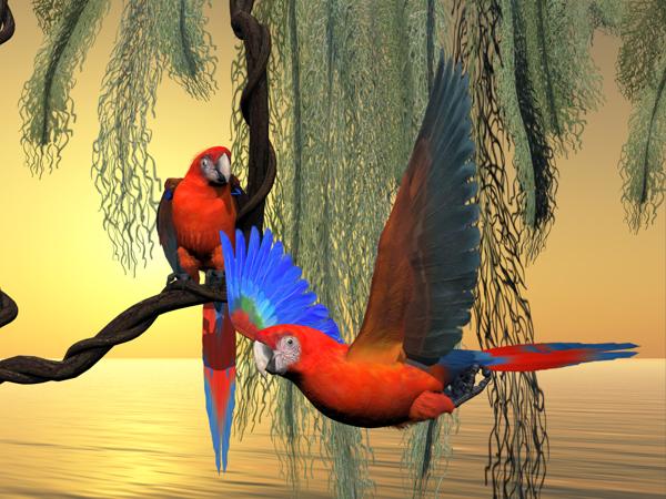 Red and green Macaw