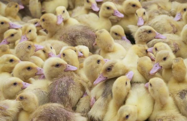 Overcrowded Duck Farm