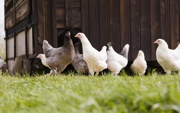 Free-range chicken farming