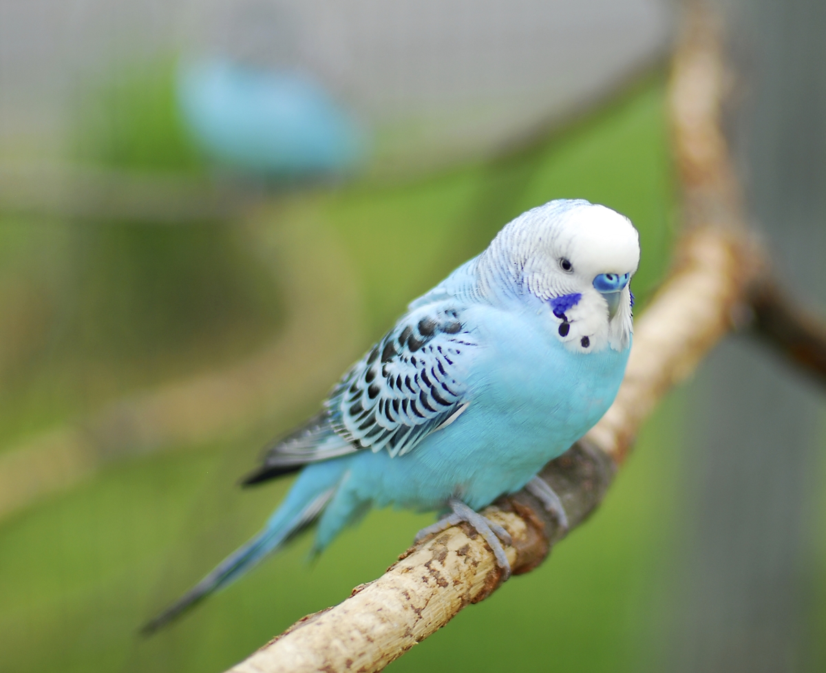 Great Information About the Budgie Bird With Some Cute Pictures