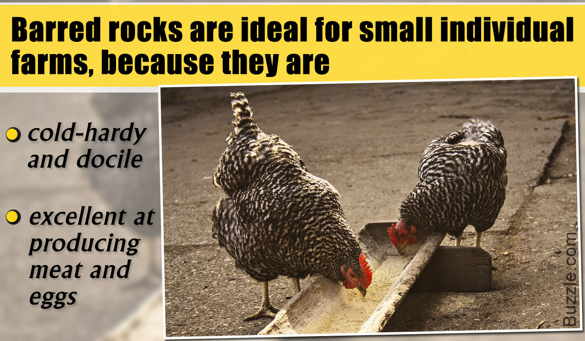 Crazily Fabulous Facts About The Plymouth Rock Chicken