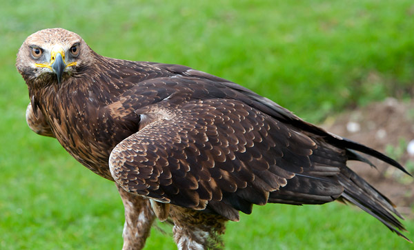 A List Of National Birds Of All Countries With Stunning Pictures