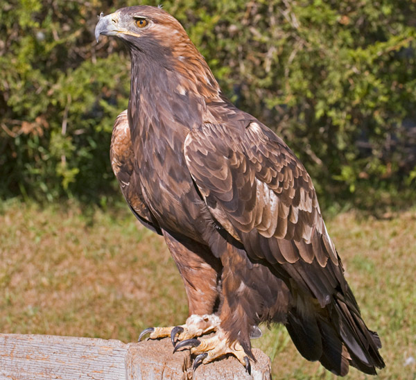 A List Of National Birds Of All Countries With Stunning Pictures