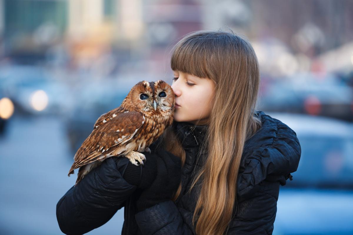 cute pet owl