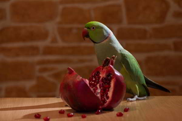 eating-parrot