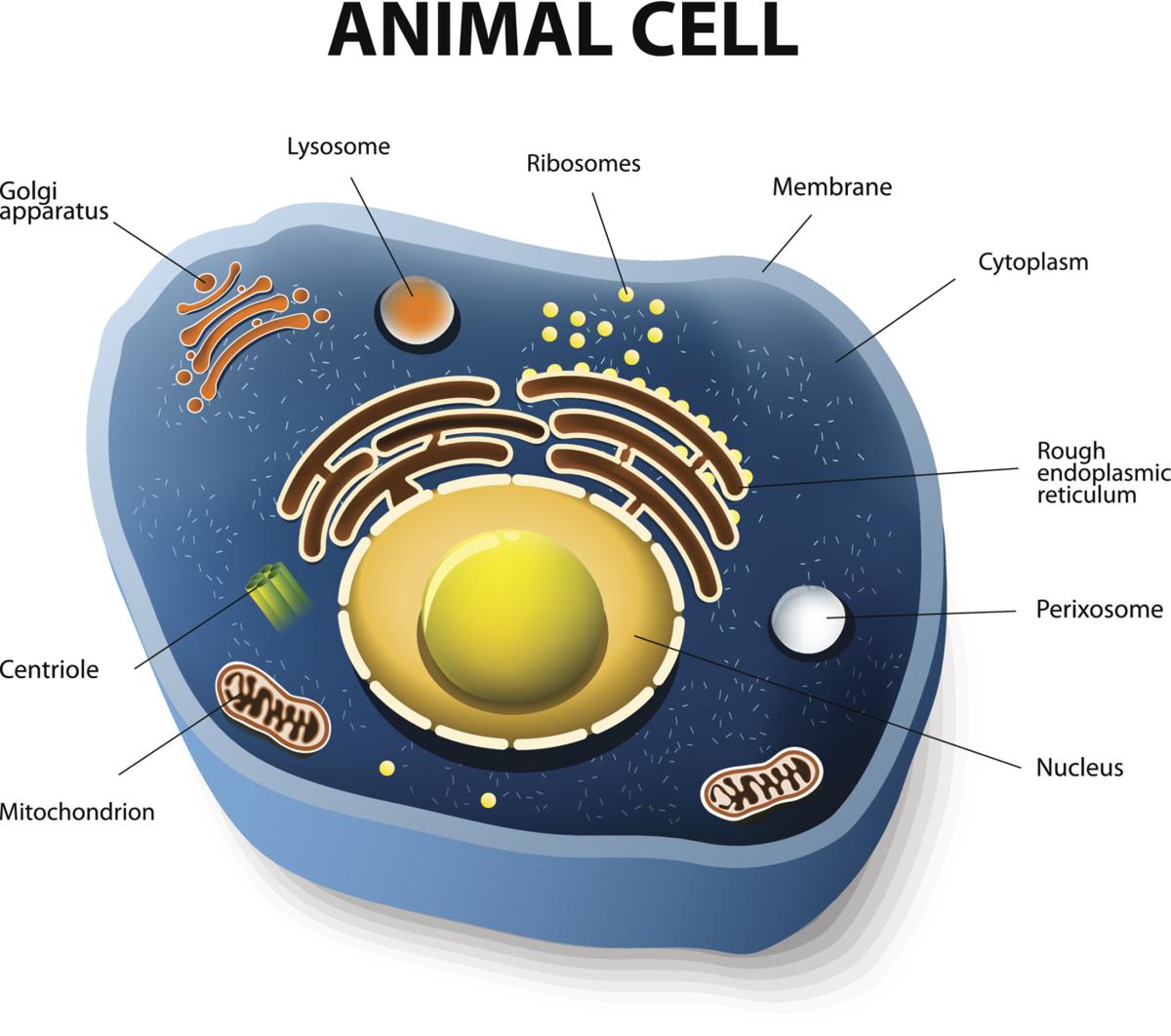 animal cell paragraph