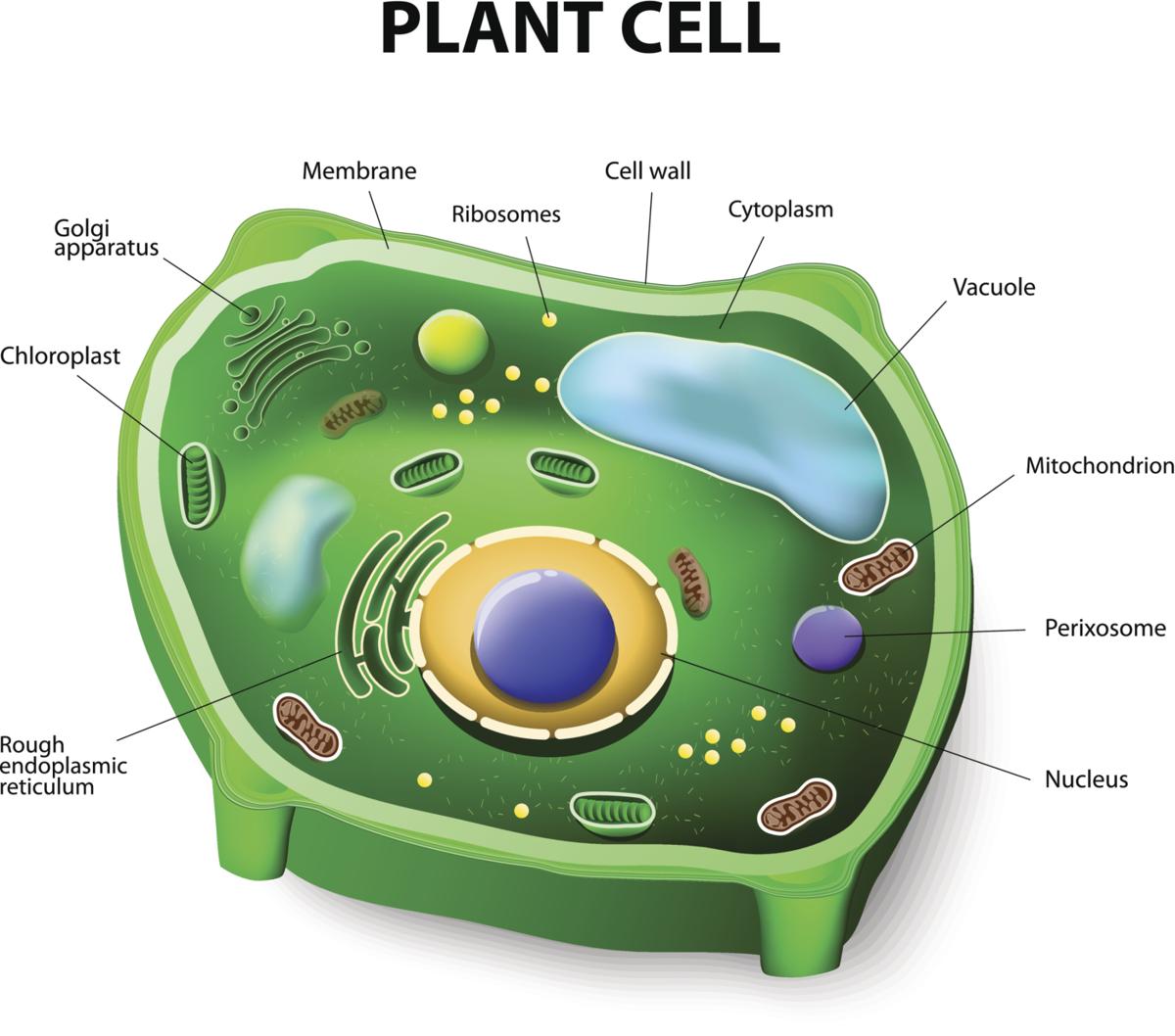 major plant cell organelles