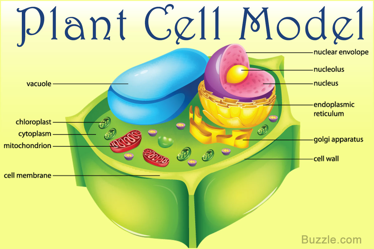 Incredibly Creative Tips on How to Make a Plant Cell Model ...
