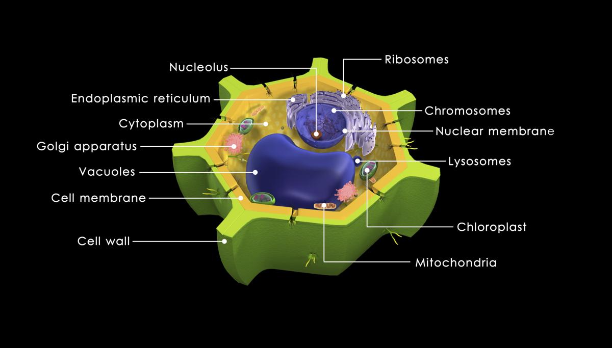 These Facts About the Cytoplasm Reveal Why it's Vital for ...