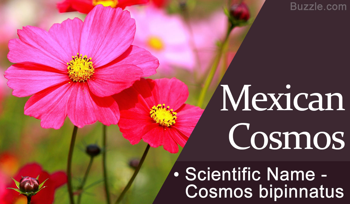 23 tempting pictures of glorious flowers that are native to mexico