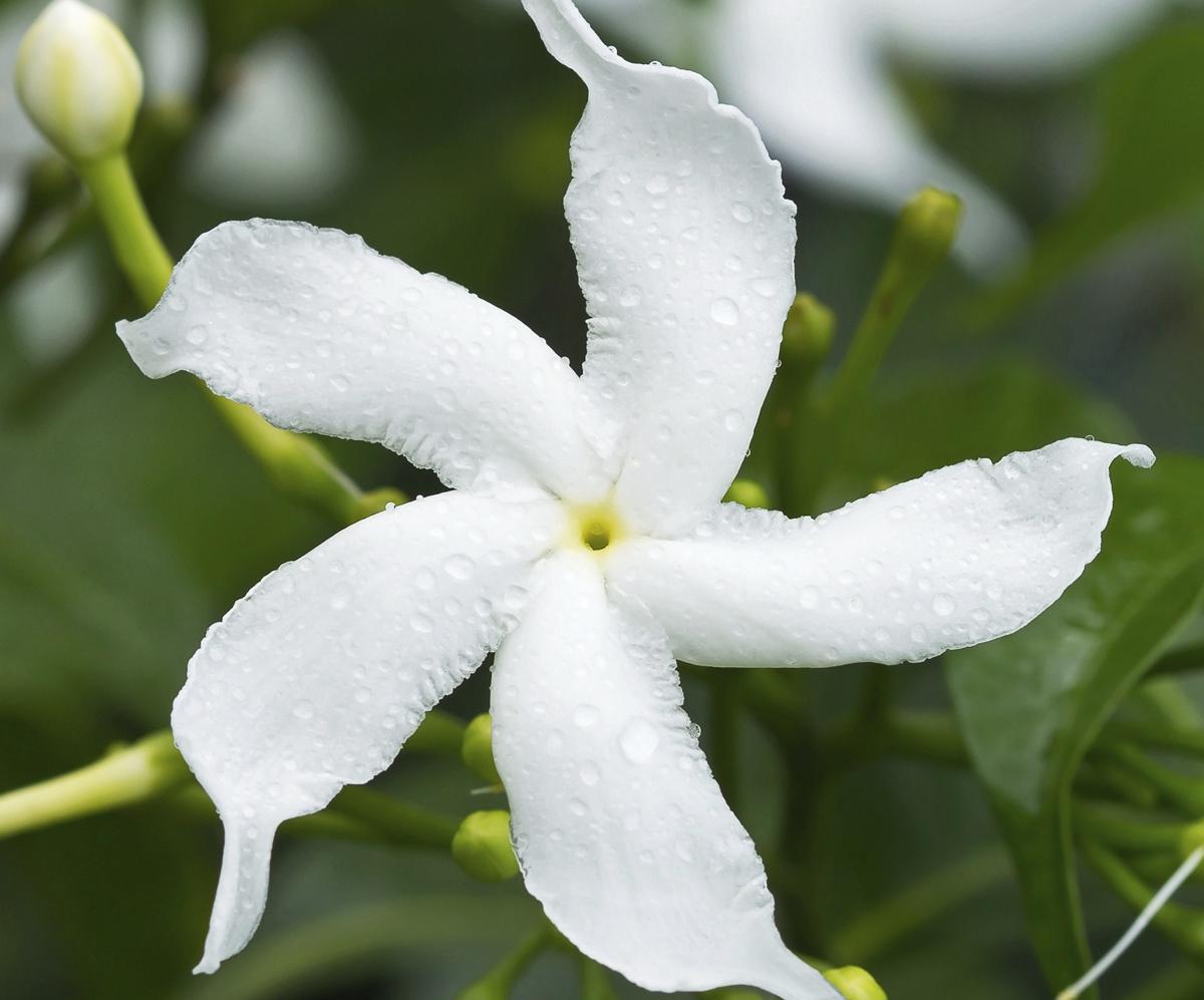 Sampaguita Flower Meaning - Gardenerdy