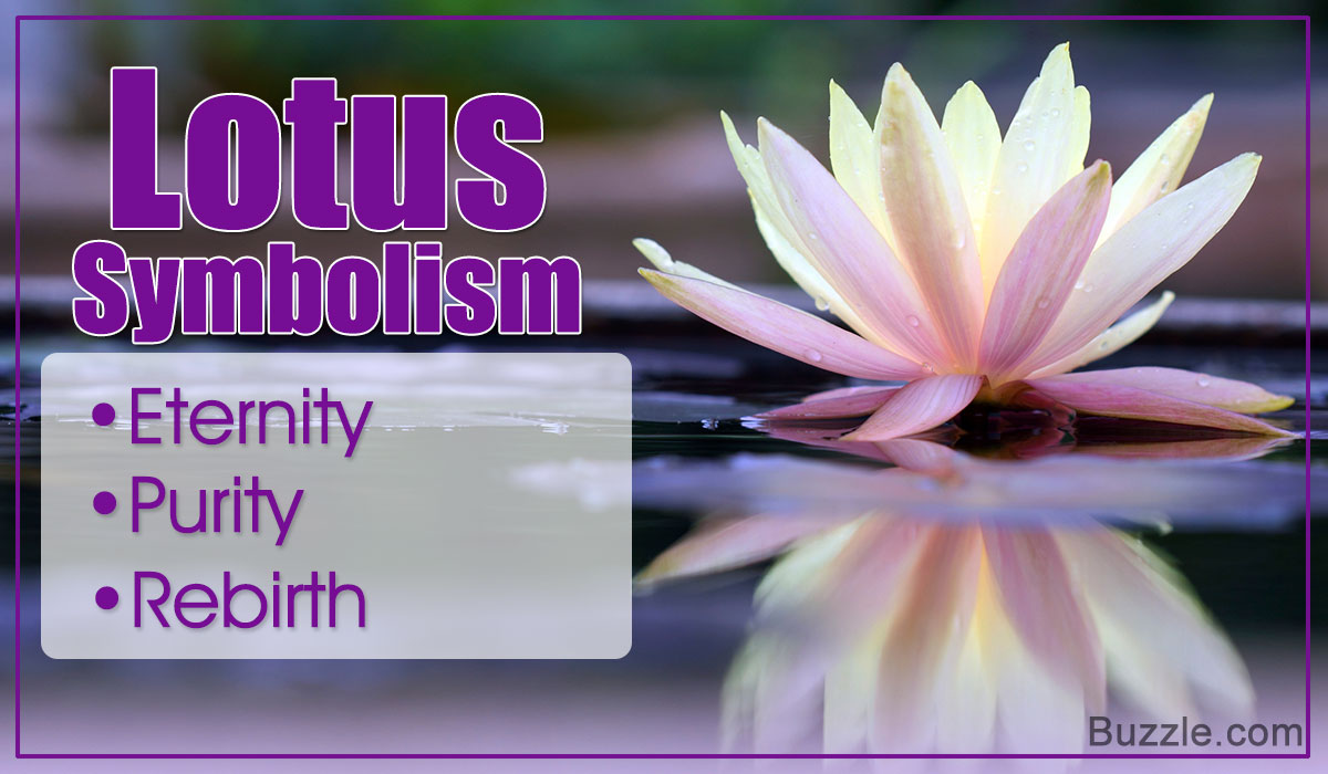 Lotus Flower Color Meaning Chart