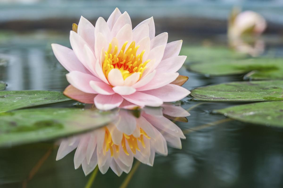 Lotus Flower Meaning and Significance All Over the World