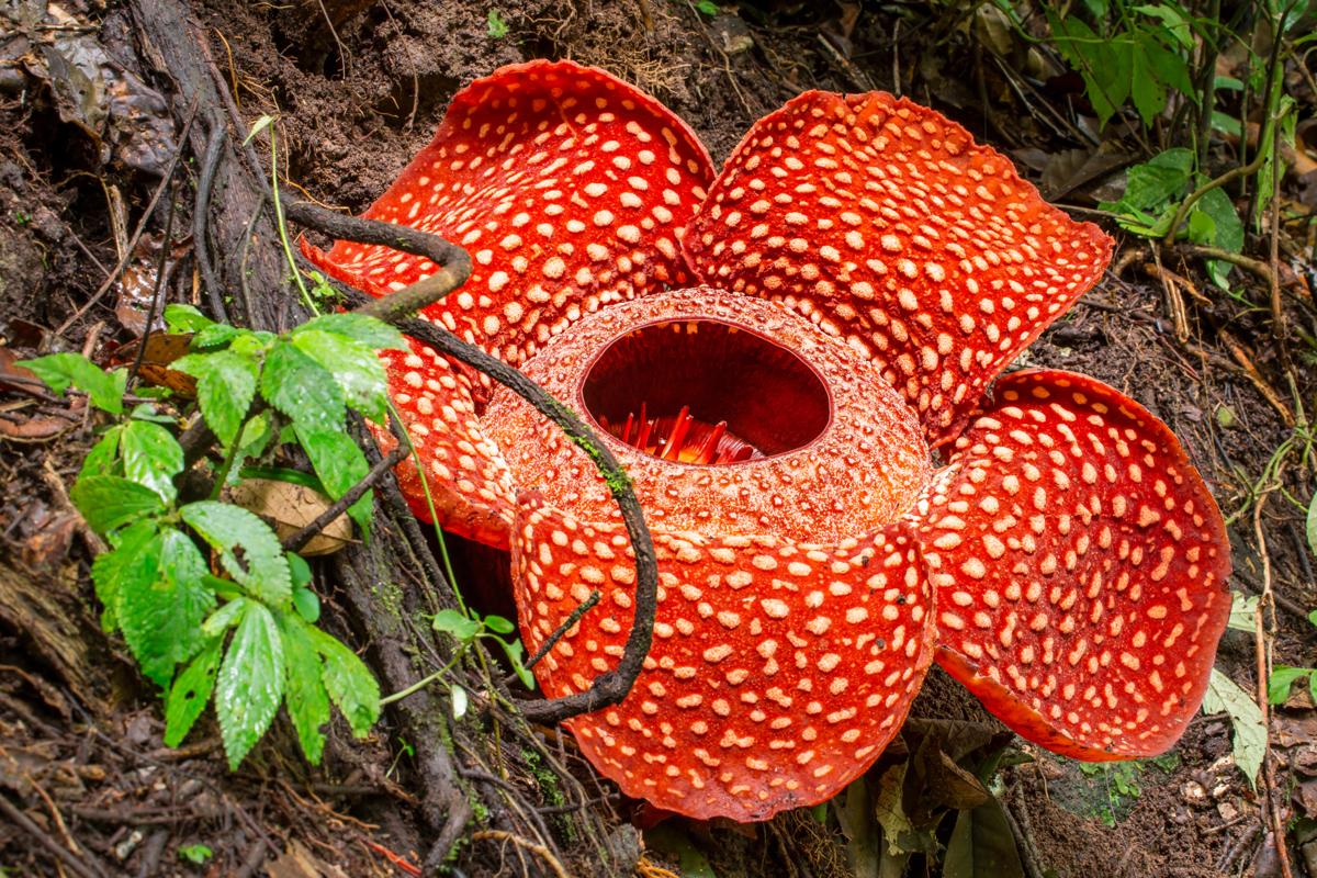 Astounding Rafflesia Flower Facts That ll Will Leave You 