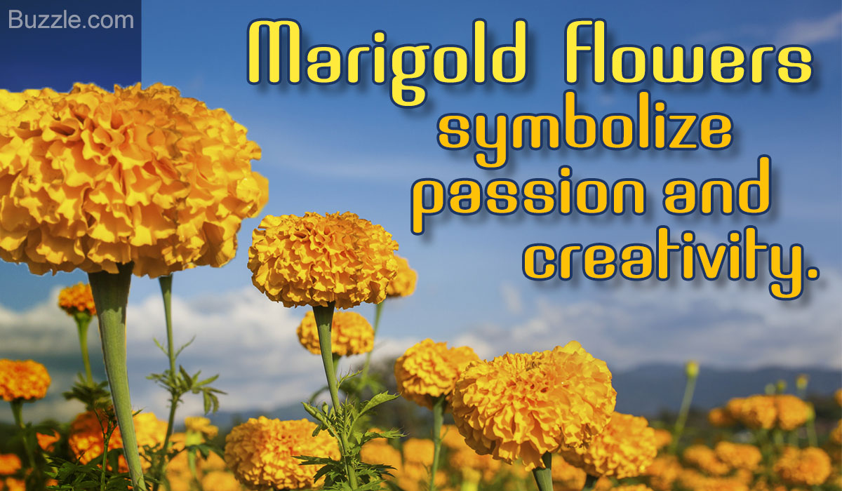 The Floral Guide What Does A Marigold Flower Actually Symbolize Gardenerdy