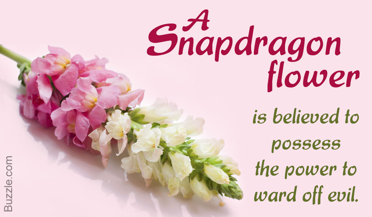 Snapdragon Meaning And Symbolism Of This Beautiful Flower Gardenerdy