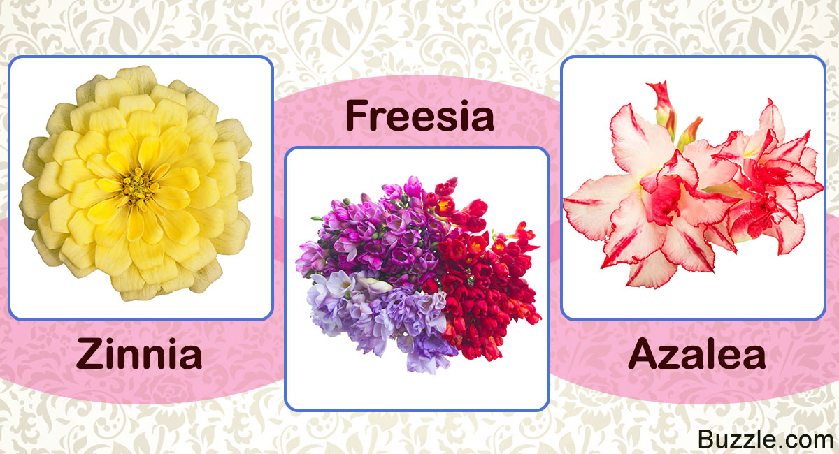 Enchanting and Exotic Flower Names With Unique Meanings ...