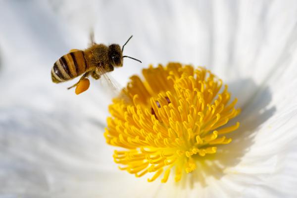 Bee hovering over flower