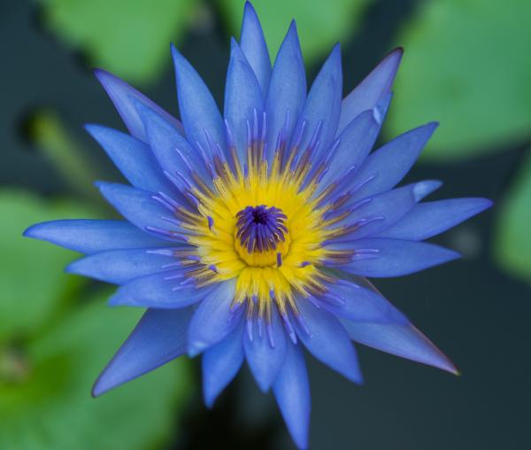 Lotus Flower Meaning And Significance All Over The World Spiritual Ray