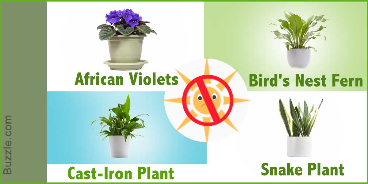 1200 326167 indoor plants that dont need sunlight