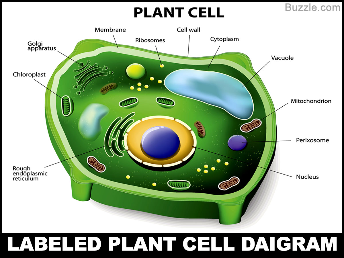   Parts of a typical plant cell and their functions. Lab ...