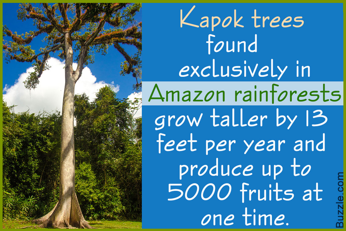a description of the amazon rainforest