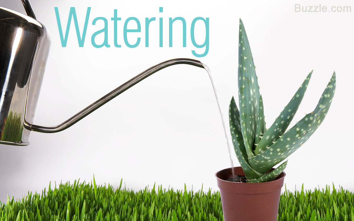 Extremely Helpful Tips On Taking Care Of Aloe Vera Plants Gardenerdy