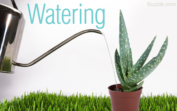 Extremely Helpful Tips On Taking Care Of Aloe Vera Plants Gardenerdy