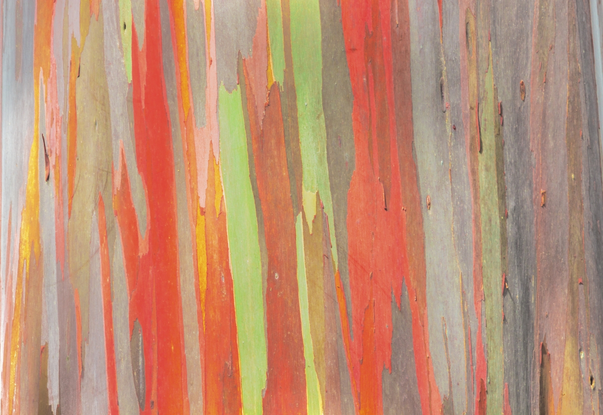 Things You Probably Didnt Know About The Rainbow Eucalyptus