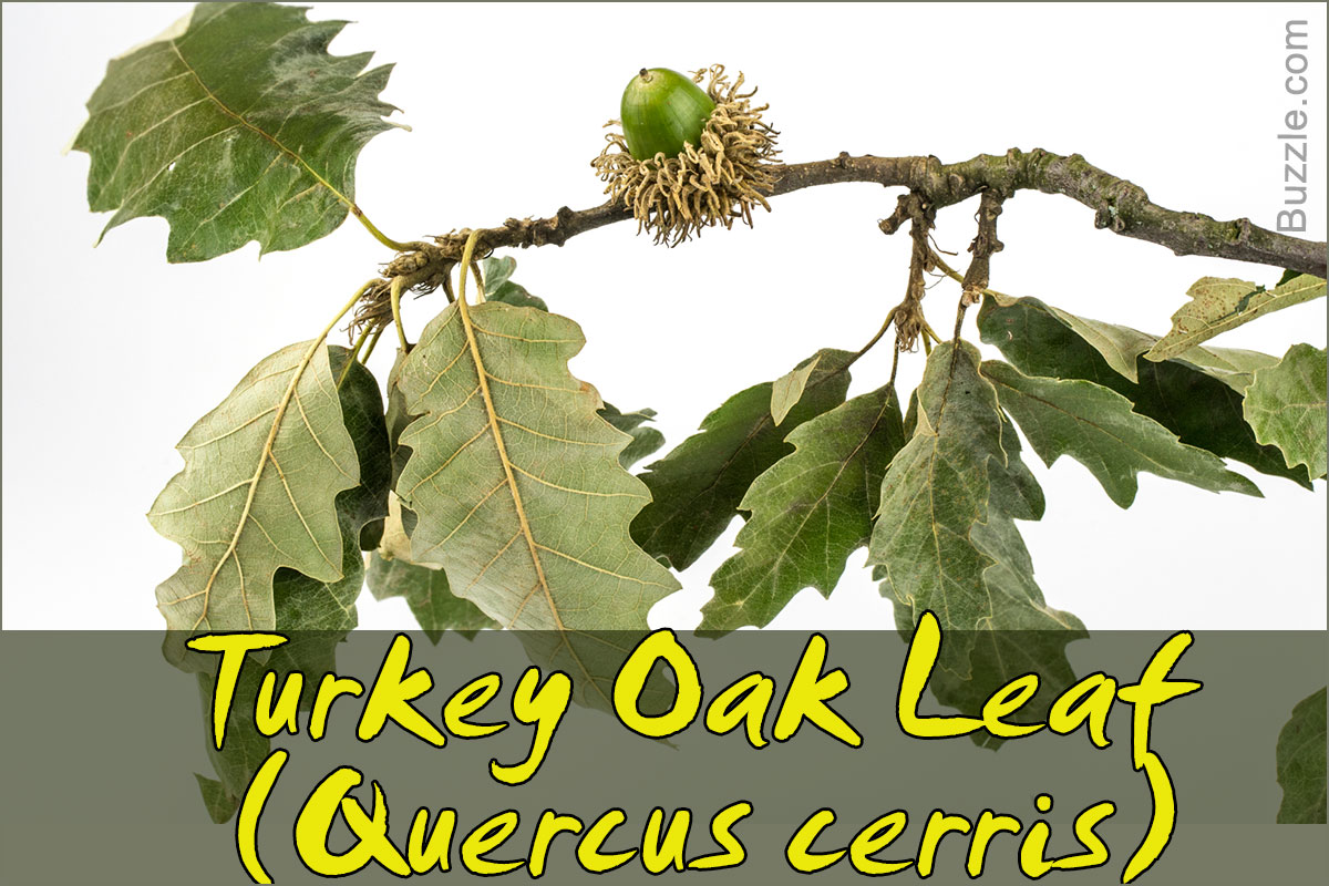Oak Leaves Identification Chart