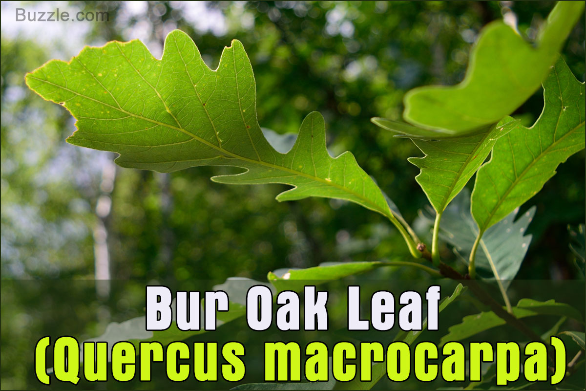 Texas Tree Leaf Identification Chart