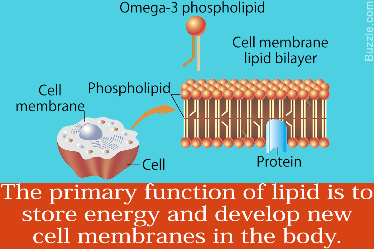 an awesome explanation of the types and sources of lipids