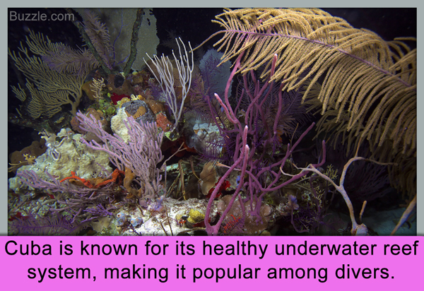 Cuba is known for its healthy underwater reef system, making it popular among divers.