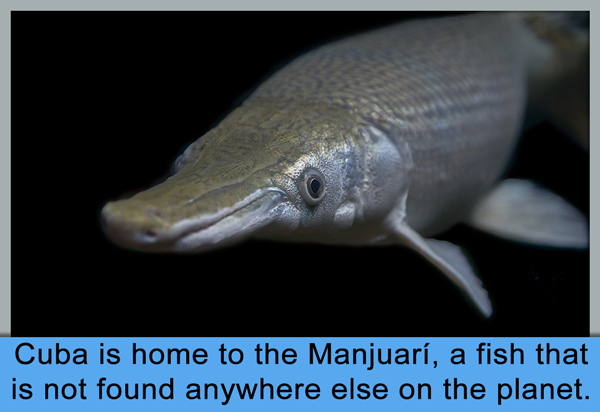 Cuba is home to the Manjuari, a fish that is not found anywhere else on the planet.