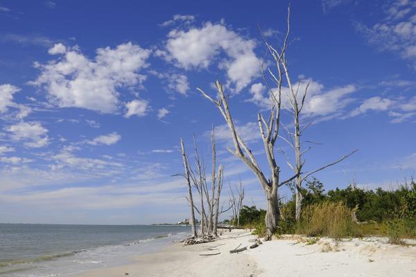 Dead Trees on the Beach in Fort Myers