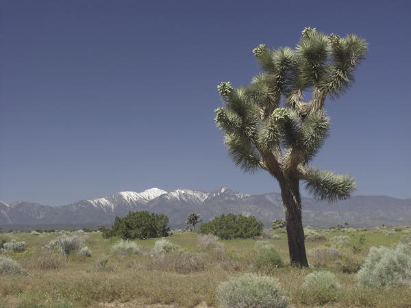 Affordable Places to Live in California - Hesperia, Mojave Desert