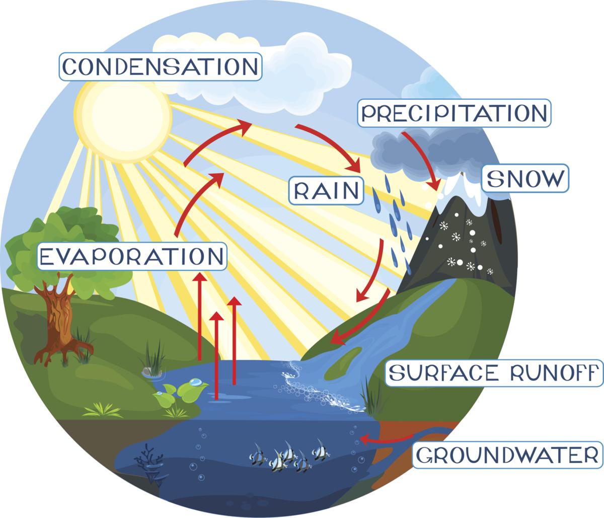 A Simple Guide to the Steps of the Water Cycle - Science ...
