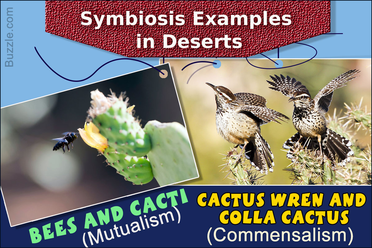A Brief Synopsis Of The Symbiotic Relationships In The Desert