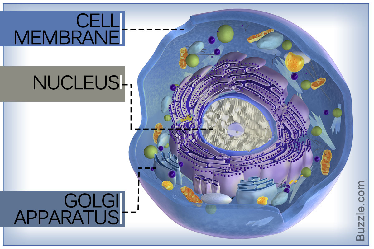 A Labeled Diagram of the Animal Cell and its Organelles ...