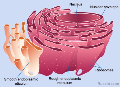 the endoplasmic reticulum