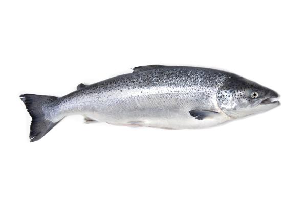 Whole atlantic salmon