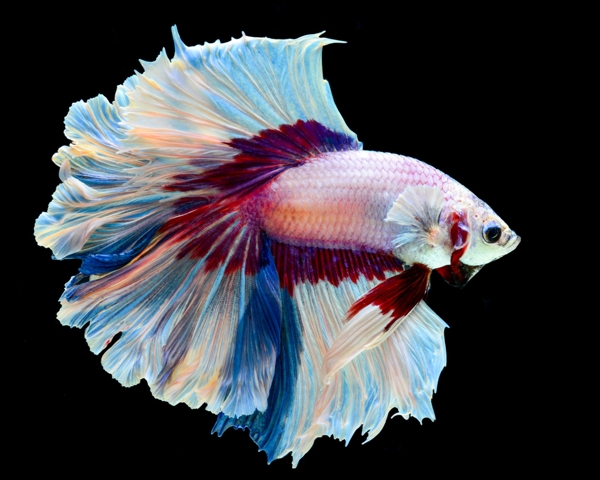 Remarkably Astonishing Facts About Betta Fish