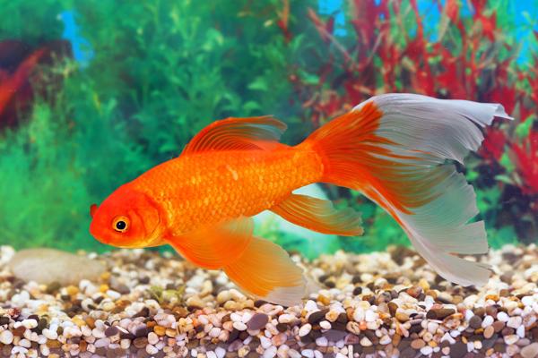 What Do Goldfish Eat Their Diet Might Surprise You Pet Ponder