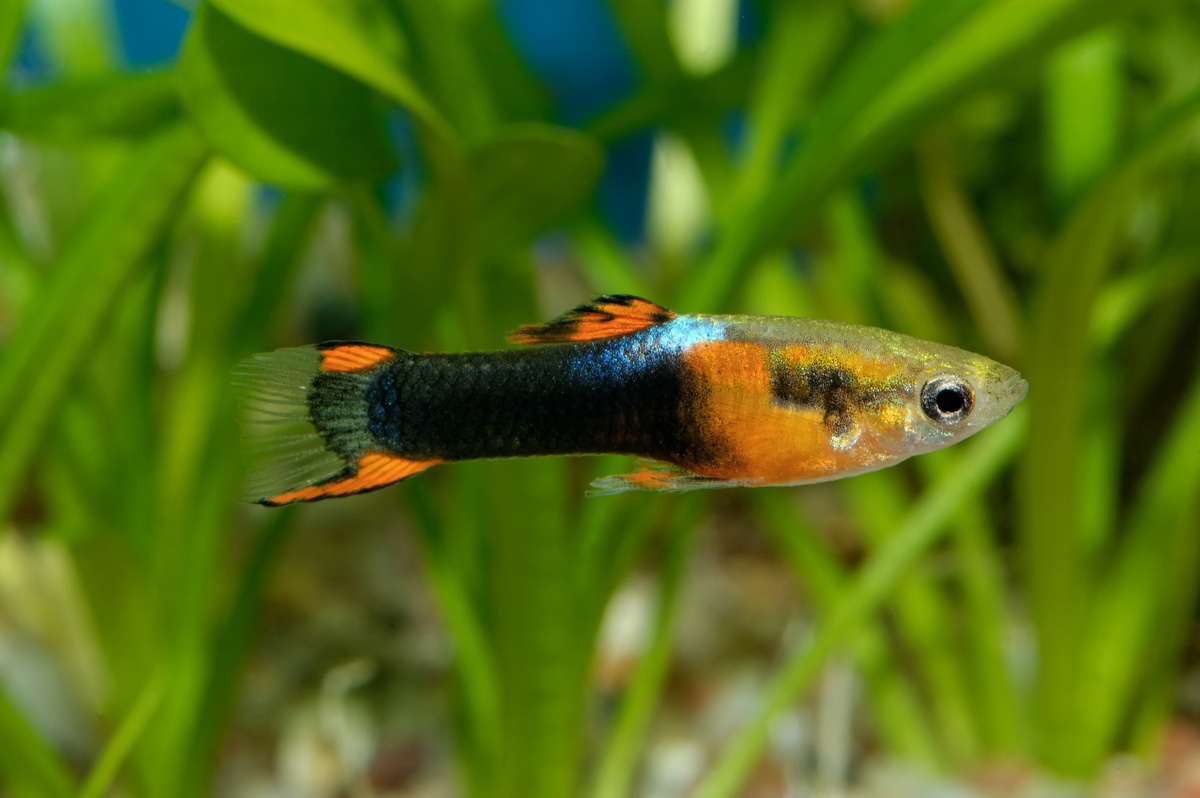 Outstandingly Amazing Facts About Guppy Fish  Pet Ponder